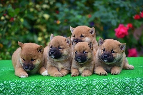 Shiba Inu 