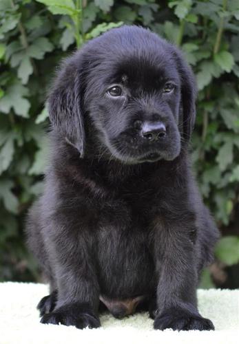 Labrador retriver stenci