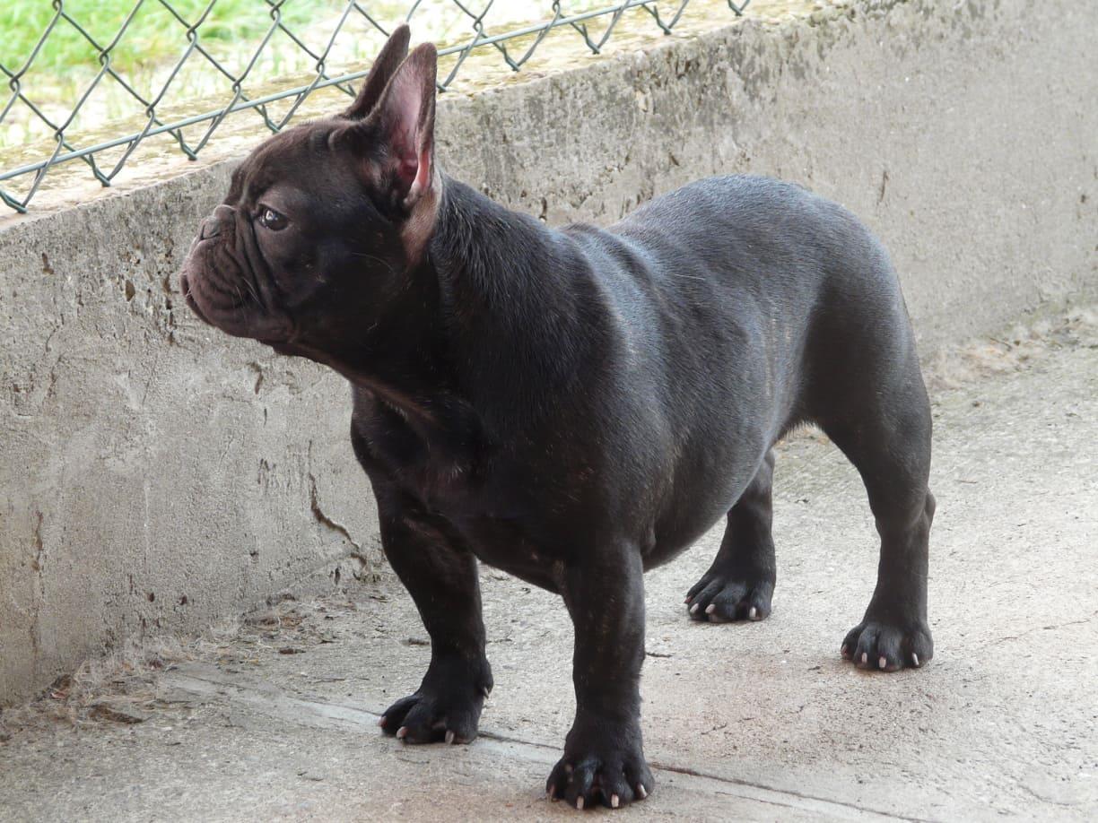 Francuski-buldog-štenci