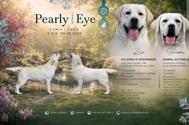 Labrador-retriver-štenci--prelepi