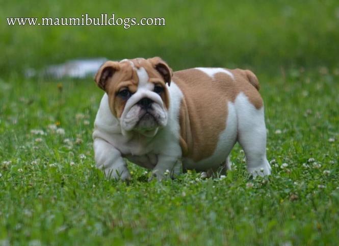 Engleski Buldog