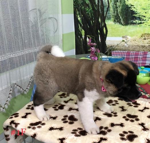 Američka akita štenci