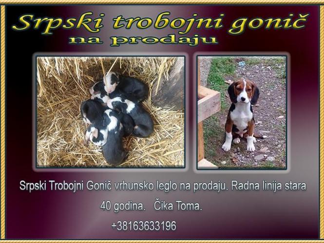 Srpski Trobojni Gonič