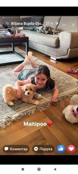 Maltipoo-kucici-