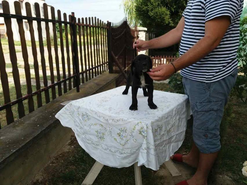 Cane-Corso-izložbenog-potencijala-
