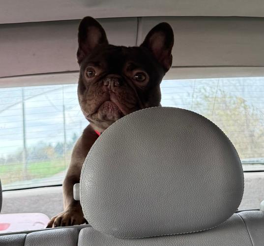 Francuski buldog