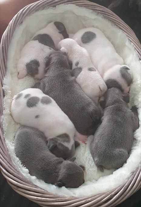 Francuski-buldog-Premium-quality
