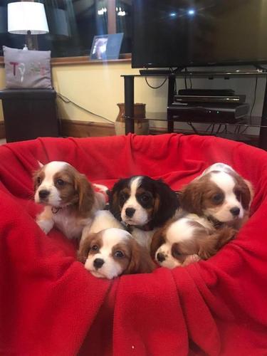 Cavalier king charles štenci