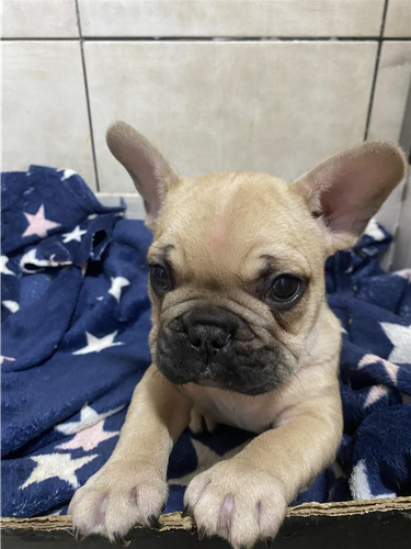 Francuski buldog