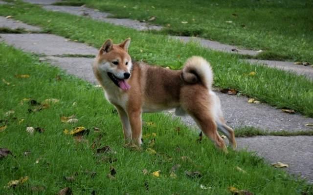 TOP-Shiba-Inu-štenci-