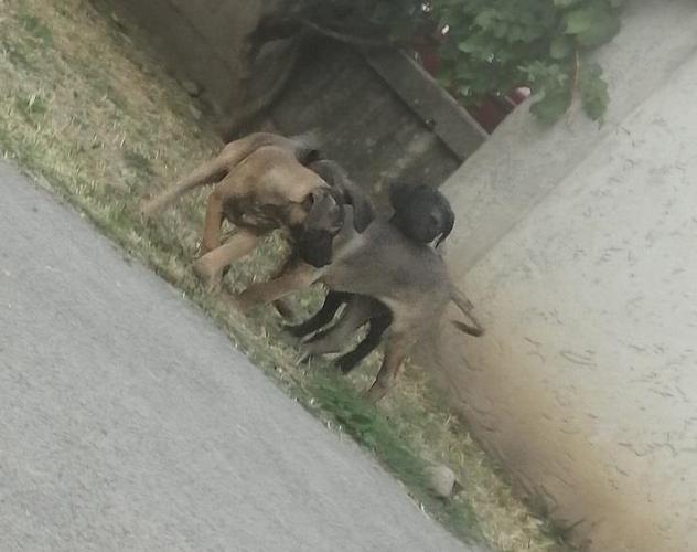 Cane corso štenci