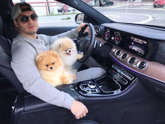 Pomeranac-Boo-medvedic
