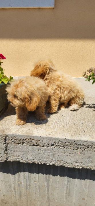 Maltipoo-Bipooo