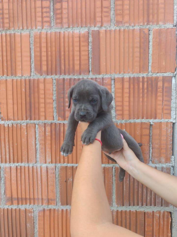 Cane-Corso-štenci-šampionskog-porekla-
