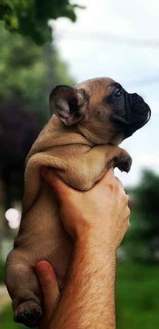 Francuski-buldog-Blue-i-Flafi-gen