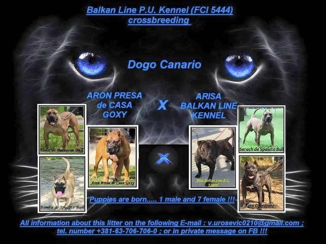 Dogo Canario  vrhunska stenad