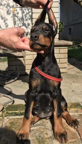 Stenci DOBERMANA vrhunskog porekla