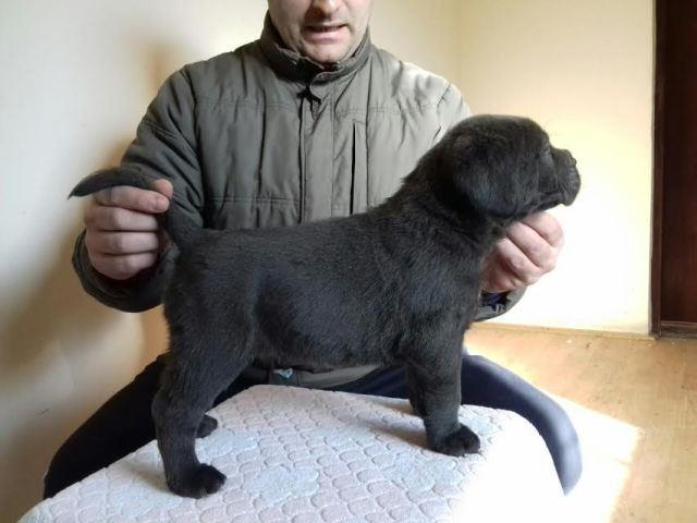 CANE-CORSO-u-ponudi-sivi-i-crni-štenci-