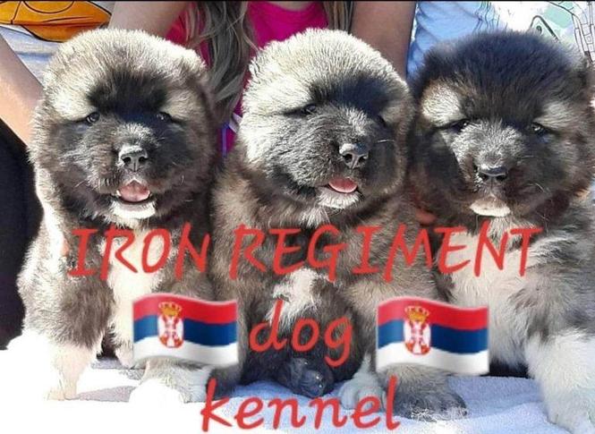 Kavkaski ovčar štenci
