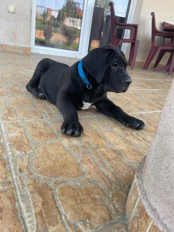 Boerboel-štenci