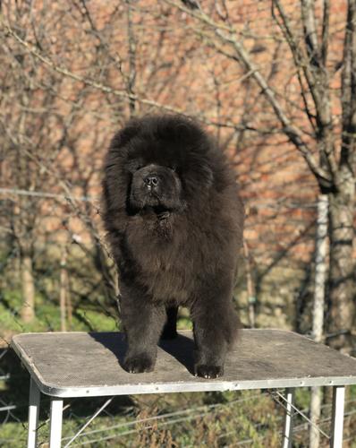 Chow Chow (Čau Čau) mužjak na prodaju!