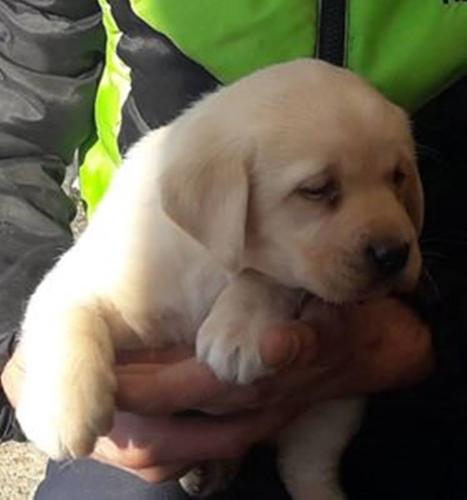 Labrador retriver, prelepi štenci