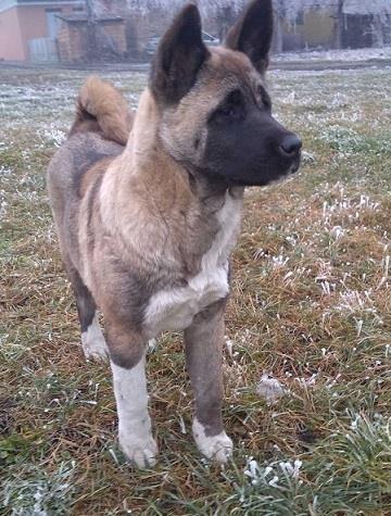 Americka-akita--zensko-stene