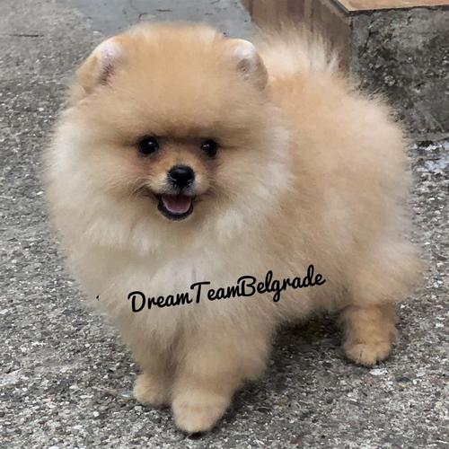 Pomeranski spic Boo