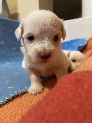 Coton de Tulear (Tulearski pas) stenci