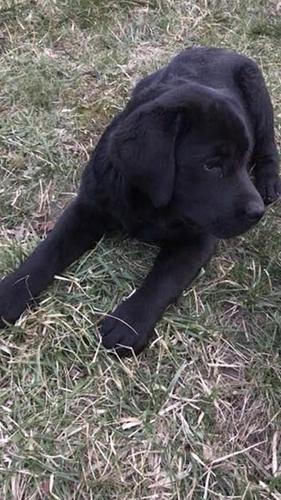 Labrador Retriver VRHUNSKI ŠTENCI