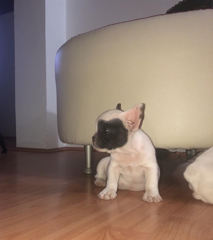 Francuski-buldog-štenci