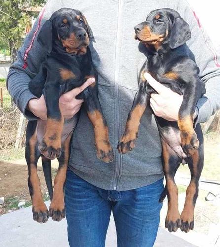 Doberman štenci vrhunskog kvaliteta