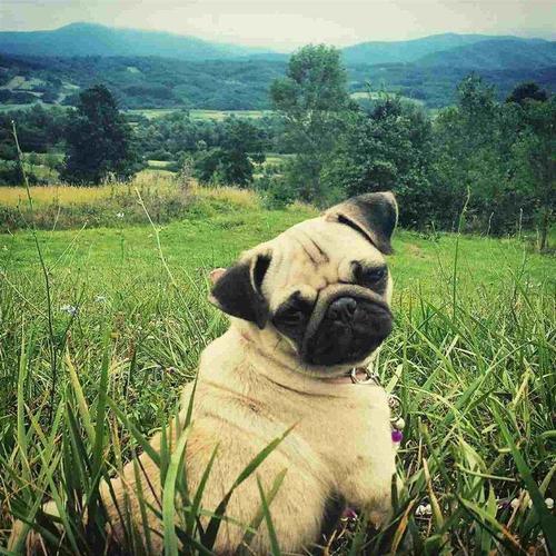 Mops stenad