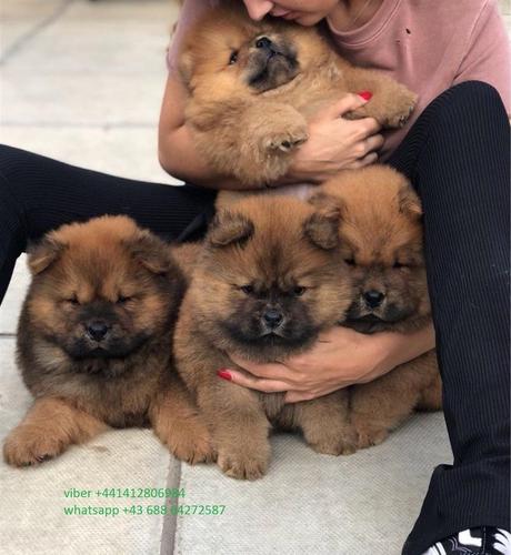 Lijepa Chow Chow štenci spremni