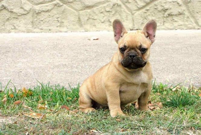 FRANCUSKI BULDOG musko stene
