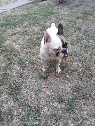 Francuski-buldog--mlada-ženka