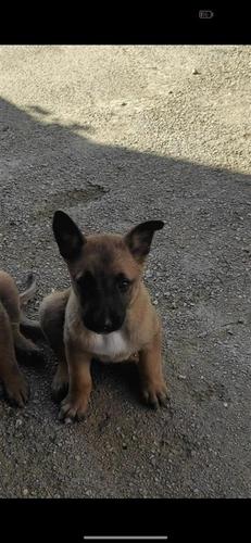 Prodajem zensko stene malinoe