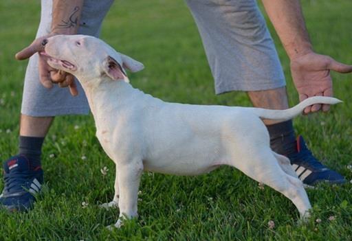 Engleski-bull-terijer