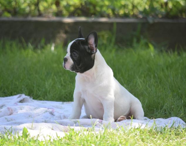 Francuski buldog štenci