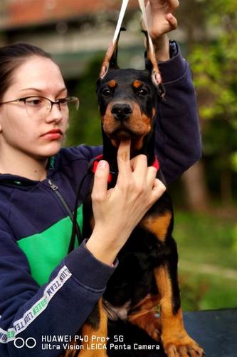 Doberman štenad 