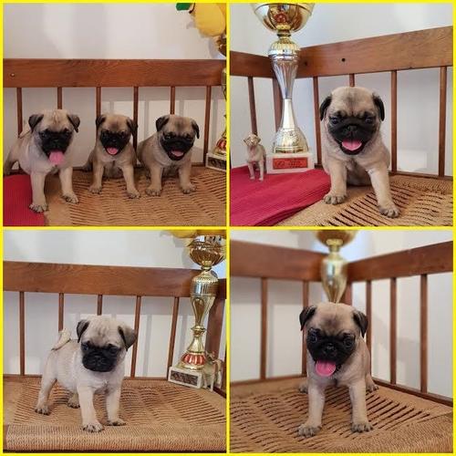 Mops,prelepi štenci