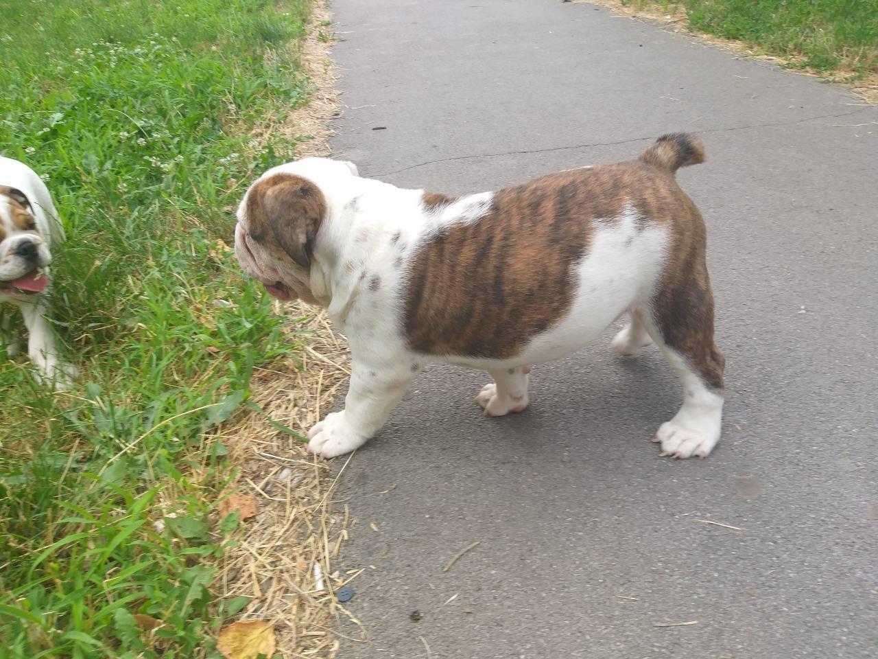 Engleski-buldog-štene