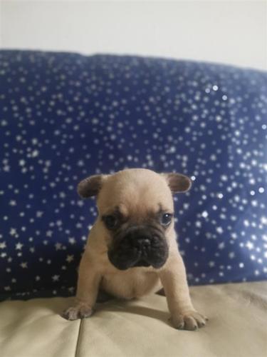 Francuski Buldog Blue i Blue Fawn