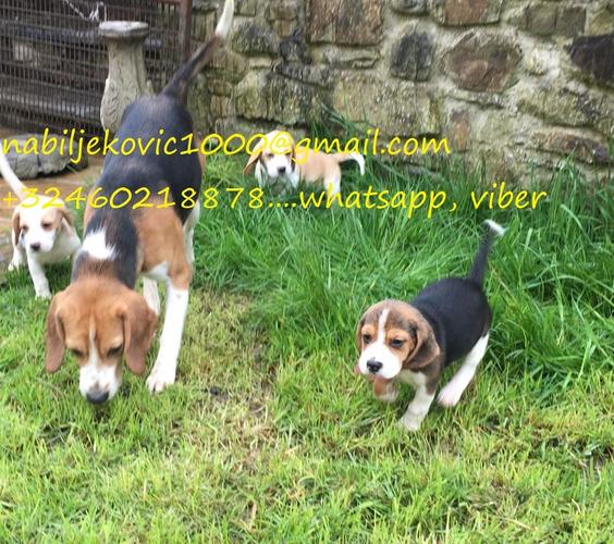 Prekrasni Beagle Pups * spremni odmah *