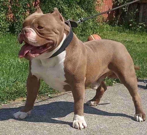 American-bully-pocket-Zamena