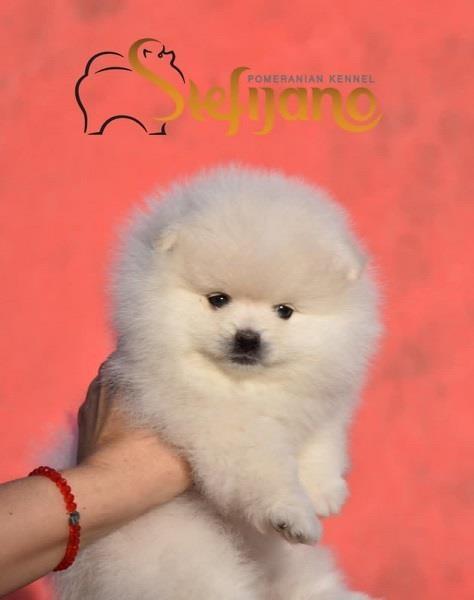 Pomeranac-Boo-beli-štenci