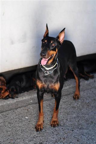 Stenad-Dobermana