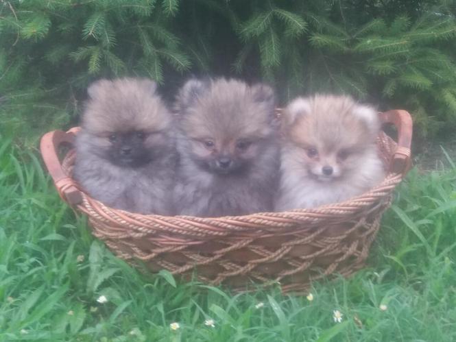 Pomeranski spic patuljasti spic