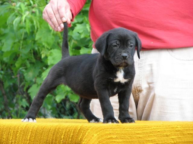 Cane-corso-stenci