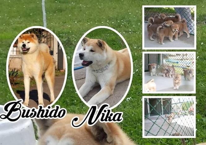  Akita Inu 
